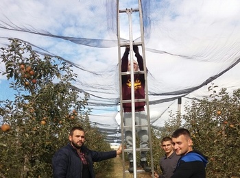 Практичне заняття зі згортання та розгортання протиградової сітки в саду голландського типу