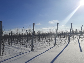Сучасні садівничі технології на Буковині: матеріали підвищення кваліфікації