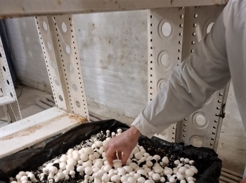 ПРАКТИЧНА ПІДГОТОВКА СТУДЕНТІВ У «ЛАБОРАТОРІЇ ГРИБІВНИЦТВА ТА ВИГОНКИ ОВОЧІВ»